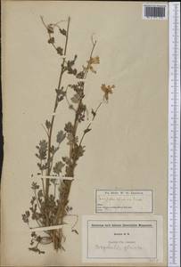 Капноидес вечнозеленый (L.) Borkh., Америка (AMER) (США)