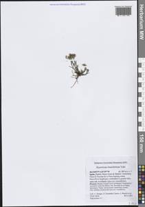 Hypericum linariifolium Vahl, Западная Европа (EUR) (Испания)