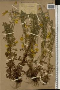 Cota tinctoria subsp. tinctoria, Восточная Европа, Ростовская область (E12a) (Россия)