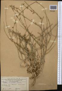 Lactuca orientalis subsp. orientalis, Средняя Азия и Казахстан, Копетдаг, Бадхыз, Малый и Большой Балхан (M1) (Туркмения)