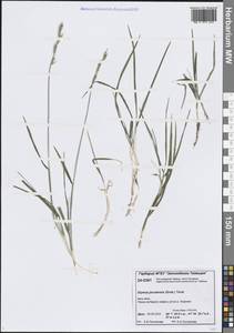 Пырейник якутский (Drobow) Tzvelev, Сибирь, Центральная Сибирь (S3) (Россия)