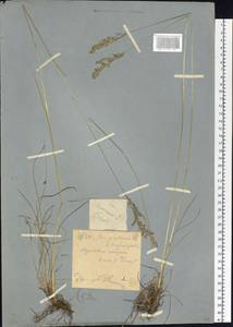 Мятлик узколистный L., Сибирь, Западный (Казахстанский) Алтай (S2a) (Казахстан)