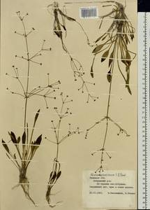 Частуха злаковая Lej., Восточная Европа, Центральный лесостепной район (E6) (Россия)