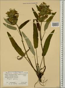 Betonica nivea subsp. ossetica (Bornm.) Krestovsk., Кавказ, Северная Осетия, Ингушетия и Чечня (K1c) (Россия)