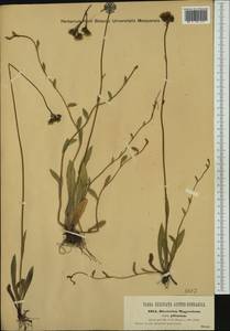 Pilosella bauhini subsp. magyarica (Peter) S. Bräut., Западная Европа (EUR) (Чехия)