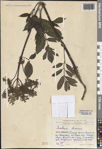 Sambucus javanica subsp. chinensis (Lindl.) Fukuoka, Зарубежная Азия (ASIA) (КНР)