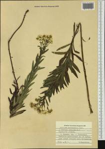 Achillea ptarmica subsp. macrocephala (Rupr.) Heimerl, Сибирь, Дальний Восток (S6) (Россия)