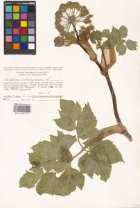 Дудник лекарственный, Дягиль лекарственный L., Восточная Европа, Московская область и Москва (E4a) (Россия)