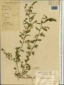 Alysicarpus vaginalis (L.)DC., Зарубежная Азия (ASIA) (КНР)