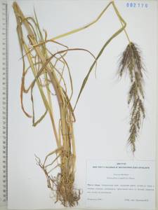 Ежовник обыкновенный, Куриное просо (L.) P.Beauv., Сибирь, Дальний Восток (S6) (Россия)