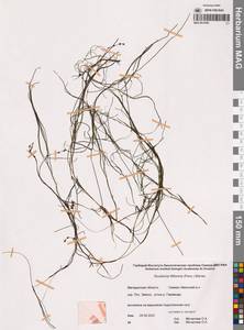 Штукения нитевидная, Рдест нитевидный (Pers.) Börner, Сибирь, Чукотка и Камчатка (S7) (Россия)