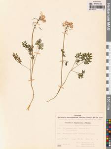 Хохлатка магаданская A.P.Khokhr., Сибирь, Чукотка и Камчатка (S7) (Россия)