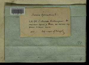 Funaria hygrometrica Hedw., Гербарий мохообразных, Мхи - Центральное Нечерноземье (B6) (Россия)