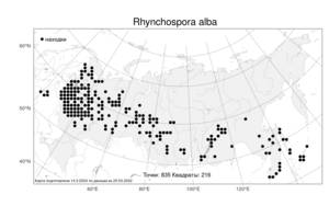 Rhynchospora alba, Очеретник белый (L.) Vahl, Атлас флоры России (FLORUS) (Россия)