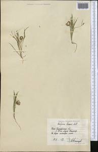 Кельпиния линейная Pall., Средняя Азия и Казахстан, Сырдарьинские пустыни и Кызылкумы (M7) (Казахстан)