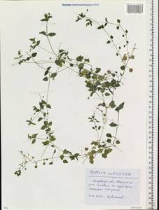 Звездчатка средняя, Мокрица (L.) Vill., Восточная Европа, Московская область и Москва (E4a) (Россия)