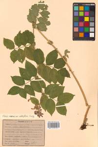 Горошек разветвленный (Maxim.) Ohwi, Сибирь, Дальний Восток (S6) (Россия)