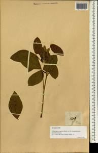 Flemingia macrophylla (Willd.)Merr., Зарубежная Азия (ASIA) (Филиппины)