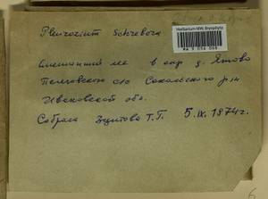 Pleurozium schreberi (Willd. ex Brid.) Mitt., Гербарий мохообразных, Мхи - Центральное Нечерноземье (B6) (Россия)