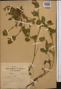 Клевер луговой L., Средняя Азия и Казахстан, Северный и Центральный Казахстан (M10) (Казахстан)