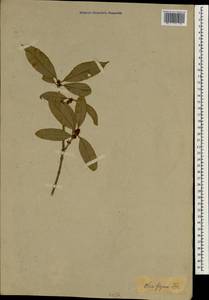Osmanthus fragrans var. aurantiacus Makino, Зарубежная Азия (ASIA) (Неизвестно)