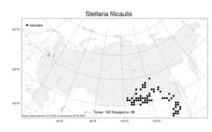 Stellaria filicaulis, Звездчатка тонкостебельная Makino, Атлас флоры России (FLORUS) (Россия)