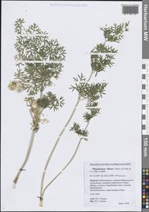 Вздутоплодник волосистый (Turcz. ex Fisch. & C.A.Mey.) Turcz. ex Ledeb., Сибирь, Прибайкалье и Забайкалье (S4) (Россия)