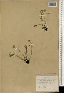 Eritrichium rupestre (Pall. ex Georgi) Bunge, Монголия (MONG) (Монголия)