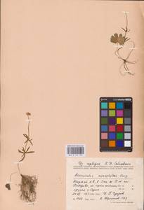 Лютик однолистный Ovcz., Восточная Европа, Северный район (E1) (Россия)