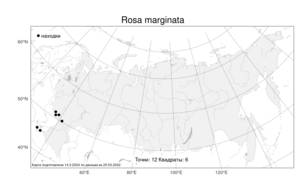Rosa marginata, Шиповник окаймленный Wallr., Атлас флоры России (FLORUS) (Россия)
