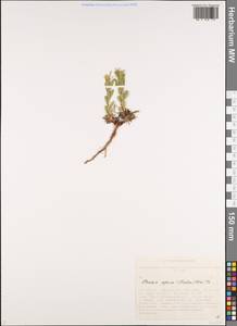 Клаусия солнцепечная (Stephan ex Willd.) Korn.-Trotzky, Сибирь, Алтай и Саяны (S2) (Россия)