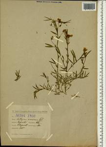 Lathyrus gorgoni Parl., Зарубежная Азия (ASIA) (Турция)