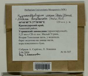 Hygroamblystegium varium (Hedw.) Mönk., Гербарий мохообразных, Мхи - Северный Кавказ и Предкавказье (B12) (Россия)