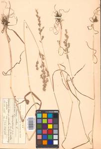 Bromus hordeaceus subsp. hordeaceus, Восточная Европа, Московская область и Москва (E4a) (Россия)