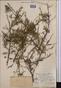 Спирея зверобоелистная, Таволга зверобоелистная L., Средняя Азия и Казахстан, Северный и Центральный Тянь-Шань (M4) (Казахстан)