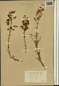 Hypericum retusum Aucher ex Jaub. & Sp., Зарубежная Азия (ASIA) (Турция)
