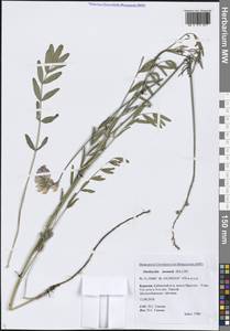 Эспарцет сибирский (Širj.) P.W.Ball, Сибирь, Прибайкалье и Забайкалье (S4) (Россия)