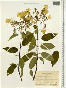 Hydrangea xanthoneura Diels, Зарубежная Азия (ASIA) (КНР)