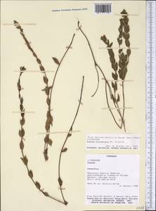 Cuphea polymorpha St.-Hil., Америка (AMER) (Парагвай)
