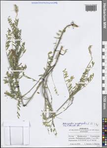 Астрагал эспарцетный L., Восточная Европа, Средневолжский район (E8) (Россия)