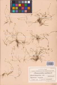 Лютик распростертый, Лютик стелющийся L., Восточная Европа, Северо-Западный район (E2) (Россия)