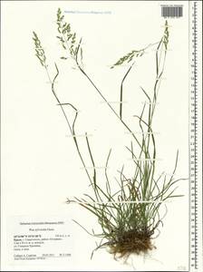 Мятлик обыкновенный L., Крым (KRYM) (Россия)