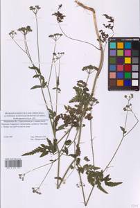 Пупырник японский, Торилис японский (Houtt.) DC., Восточная Европа, Московская область и Москва (E4a) (Россия)