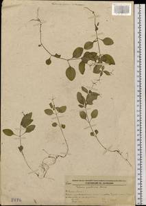 Pseudogalium paradoxum (Maxim.) L.E Yang, Z.L.Nie & H.Sun, Сибирь, Дальний Восток (S6) (Россия)