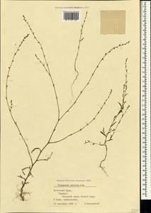 Спорыш отклоненный, Горец отклоненный M.Bieb., Крым (KRYM) (Россия)