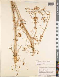 Ферула каспийская M.Bieb., Сибирь, Западный (Казахстанский) Алтай (S2a) (Казахстан)