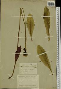 Trommsdorffia maculata (L.) Bernh., Сибирь, Алтай и Саяны (S2) (Россия)