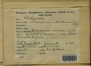 Abietinella abietina (Hedw.) M. Fleisch., Гербарий мохообразных, Мхи - Центральное Нечерноземье (B6) (Россия)