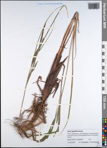 Осока водяная Wahlenb., Сибирь, Западная Сибирь (S1) (Россия)