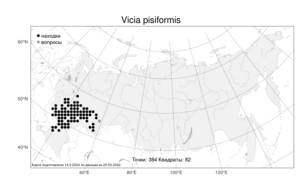 Vicia pisiformis, Горошек гороховидный L., Атлас флоры России (FLORUS) (Россия)